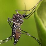 CUATRO CASOS CONFIRMADOS DE DENGUE EN COCHABAMBA, HAY ALERTA EN LA REGIÓN